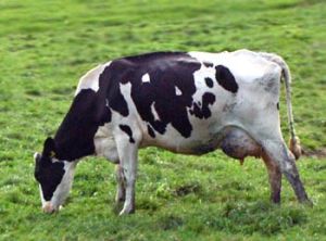 friesian-cow